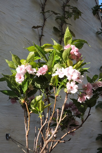 Delicate blossom of the Flagpole Cherry, Prunus serrulata "Amanagawa"