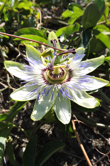 The Blue Passion Flower