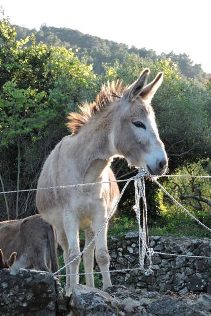 One of the six donkeys in the sanctuary