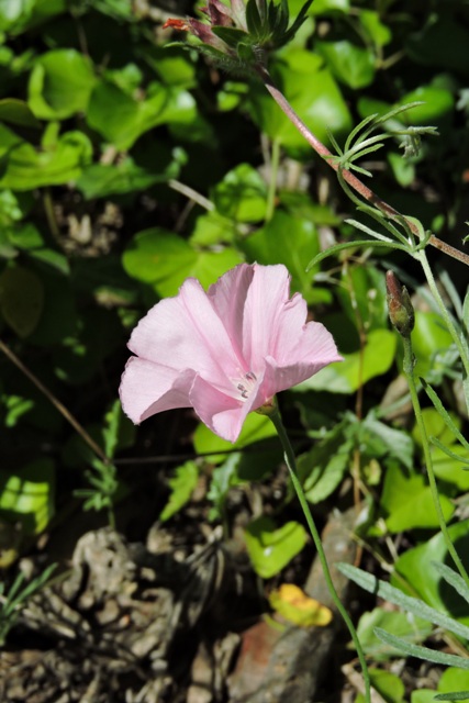 Mallow Bindweed flower