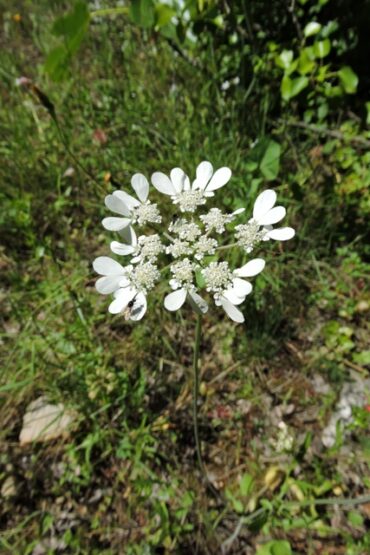 Finding my Krone tool  –  2024/21