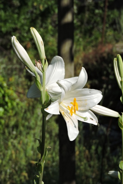 Madonna Lily Flowers