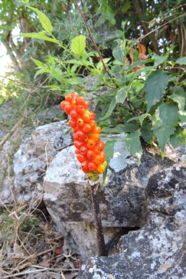 Dead bodies are everywhere  –  2024/24