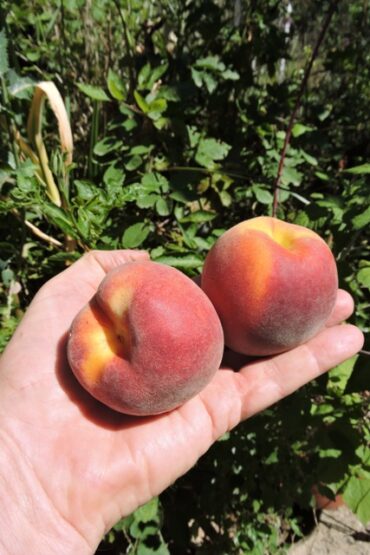 Leaking profusely from every pore  –  2024/25