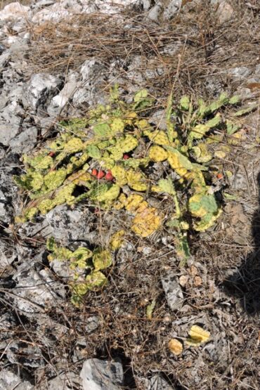 Just a few more seeds  –  2024/31