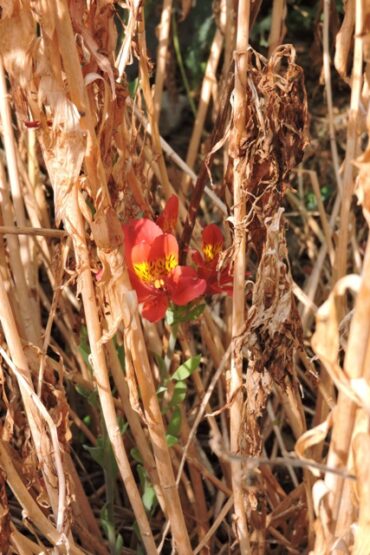 Three tee-shirts a day  –  2024/33