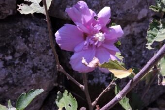 Growing Kangaroos from seed  –  2026/36