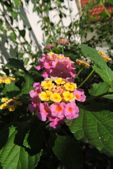 Bodgeit, Dodgeit & Scarper  –  2024/39