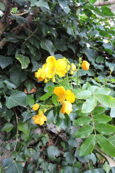 Four rats down  –  2024/40