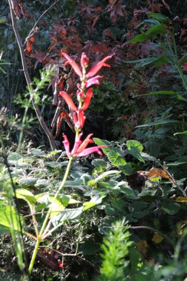 It’s a jungle out there  –  2024/49