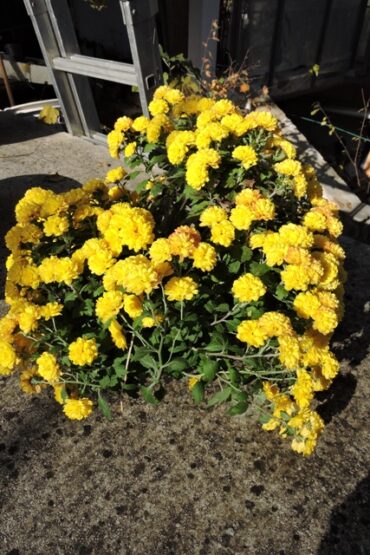 All ready for Christmas  –  2024/48