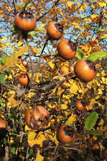 Organising a RAID  –  2024/50