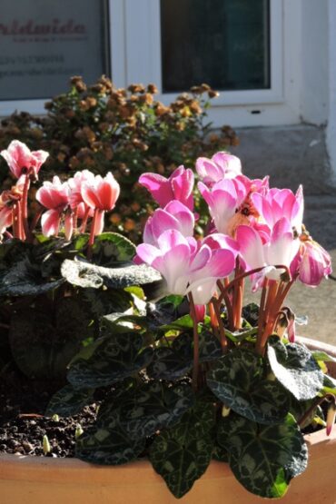 Between Alchemy and a Dark art  –  2025/01