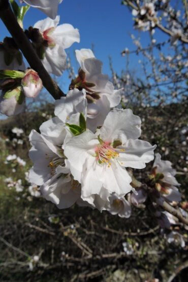 The last snow of winter?  –  2025/08