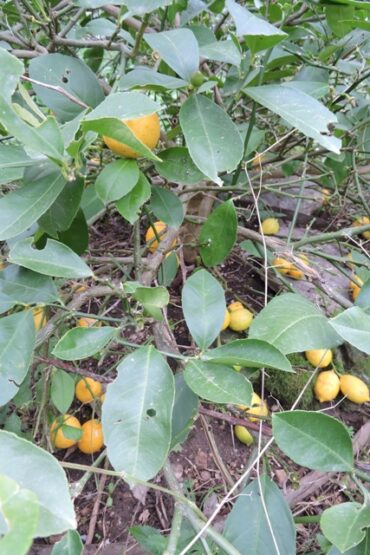 A flooding emergency  –  2025/11