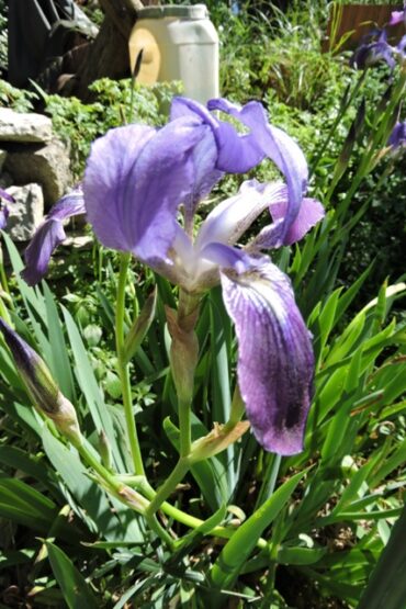 A Banana disaster  –  2025/12