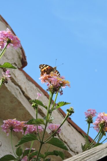 Lemon is no balm  –  2025/21