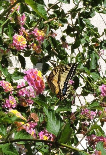 The butterflies are fighting  –  2025/22