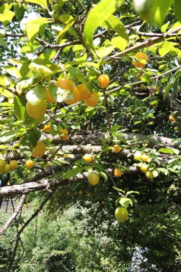 Thimbles and saddle clamps  –  2025/23