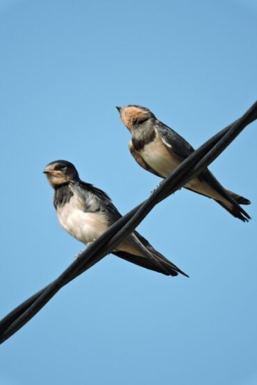 Smoke in the sky!  –  2025/25