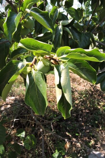 Feeling completely conflicted  –  2025/27