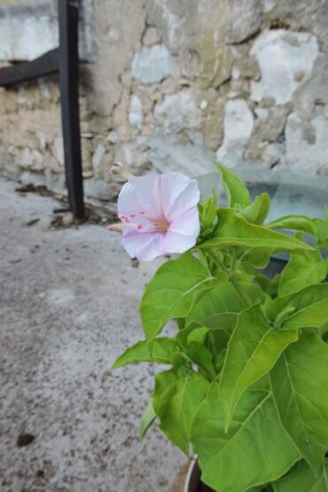 Kids being obstreperous!  –  2025/28