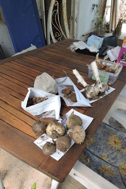 Recovered flowering bulbs