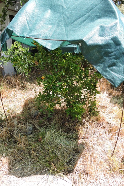 Under the shade - a Mandarin