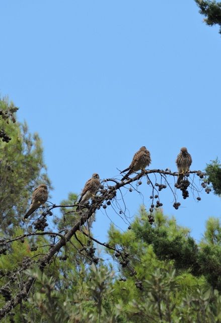Four fledgling Kestrel Hawks, straight from their nest