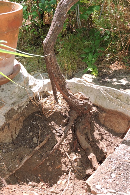 The exposed dead grape vine root