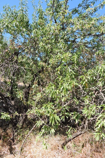 Two large trees and two suckers