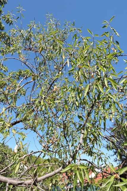 Curled, stressed Almond leaves