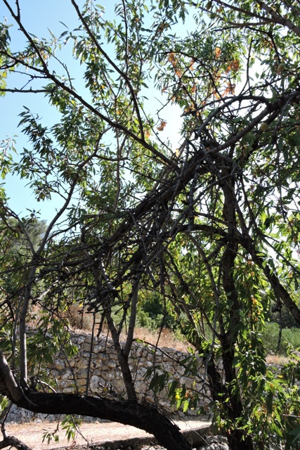 Both dead and alive!