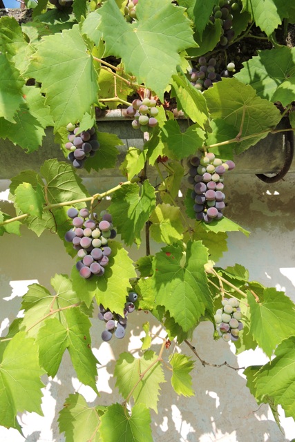 Ripening grapes