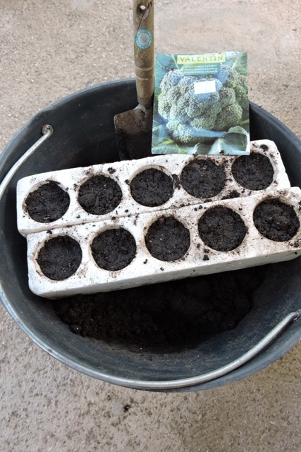 Seed trays ready for planting