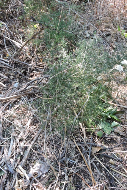 Wild Asparagus top growth
