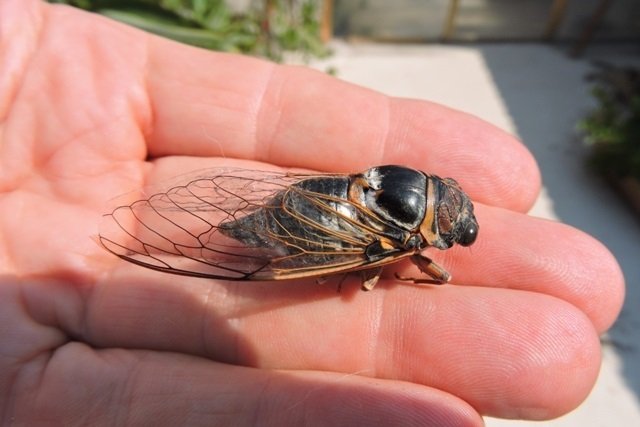 Adult Cicada
