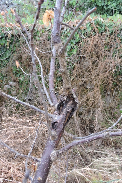 Is this a Canker on the branch?