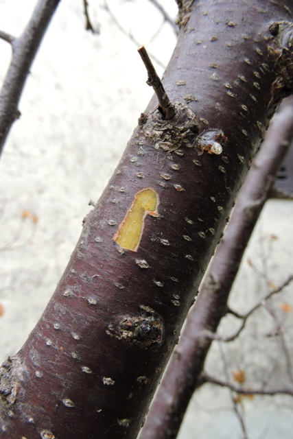 The green cambium layer is still present