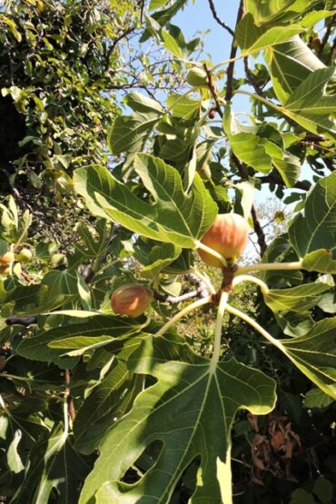 Tonight Dol doesn’t sleep!  –  2025/32