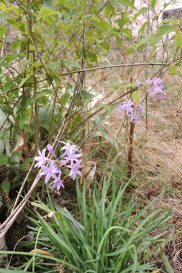 The more I see…  –  2025/33