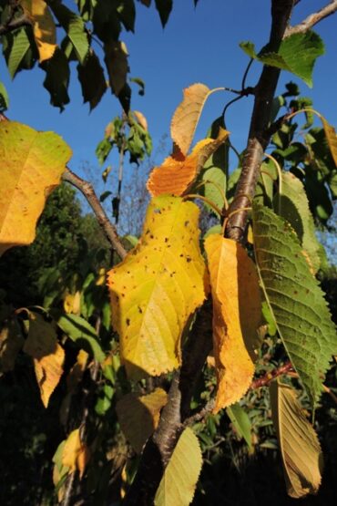 And on the fourth day…  –  2025/34