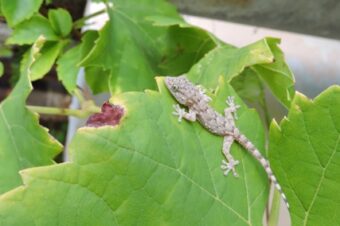 The little blighters!  –  2025/39