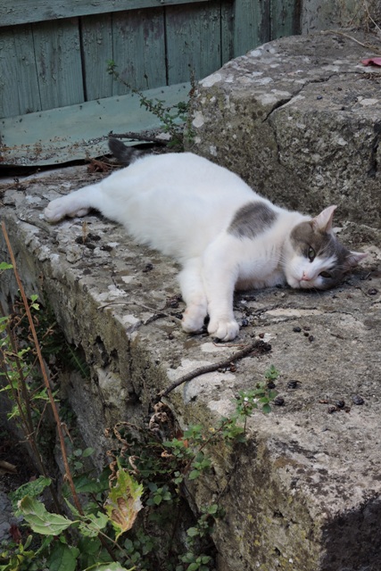 A not-so-wild garden helper called Argent