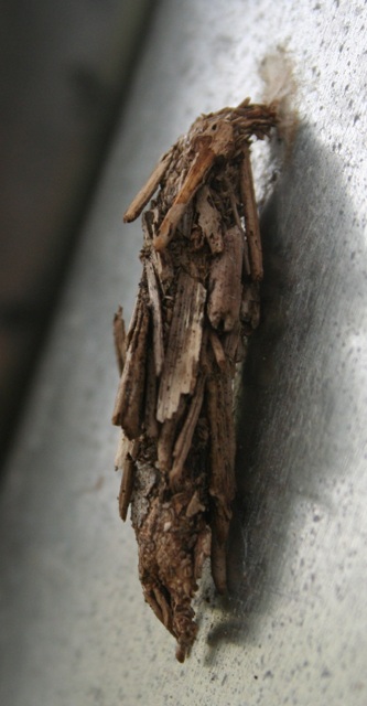 Bagworm Moth cocoon