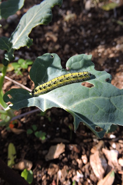 A Cabbage Whiter caterpillar ready to pupate