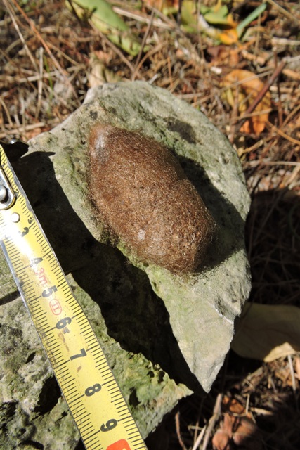 6.5 cm long and 2 cm tall