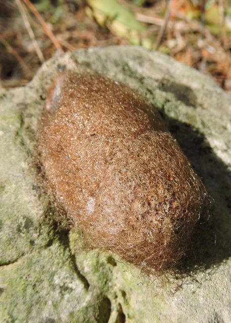 Giant Peacock Moth cocoon