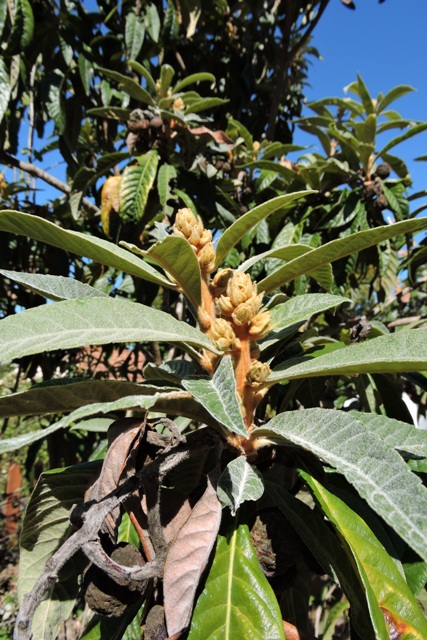 Loquat flowers forming