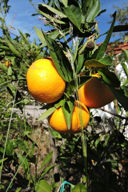 Mandarin fruit